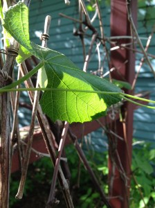 IMG_0031_2