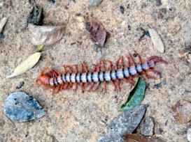 Alien-like centipede