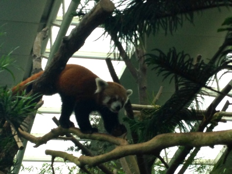 Red panda 2